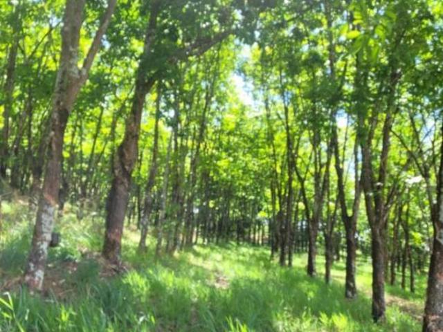 Fazenda para Venda em Colina, Zona Rural