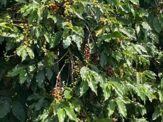 Fazenda para Venda em Caconde, RURAL