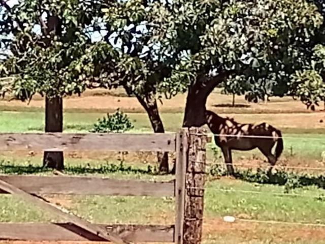 Fazenda para Venda em Campina Verde, Zona Rural