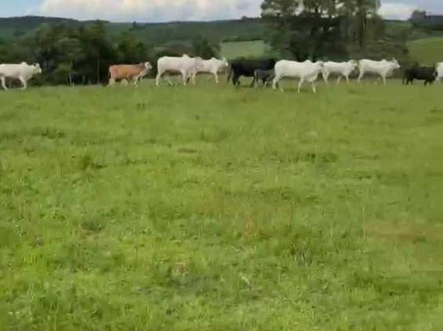 Fazenda para venda em Canisianas, Irati