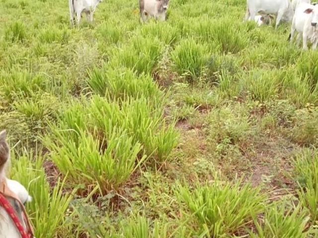 Fazenda para venda em Centro, Manga