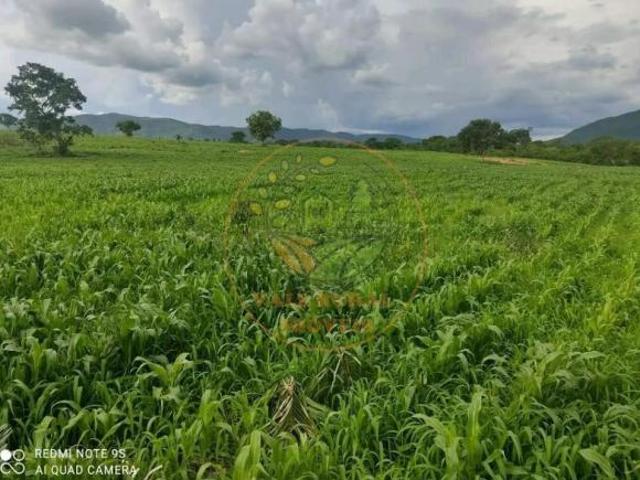 Fazenda para venda em Centro, Monte Alegre de Goiás
