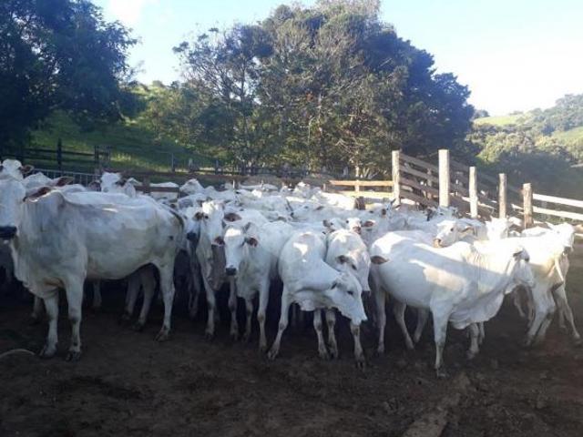 Fazenda para venda em Centro, Morungaba