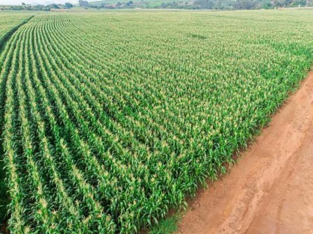Fazenda para venda em Centro, Naviraí
