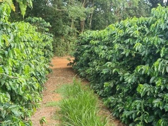 Fazenda para venda em Centro, Nepomuceno