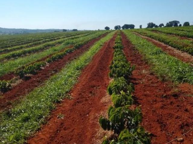Fazenda para venda em Centro, Nepomuceno