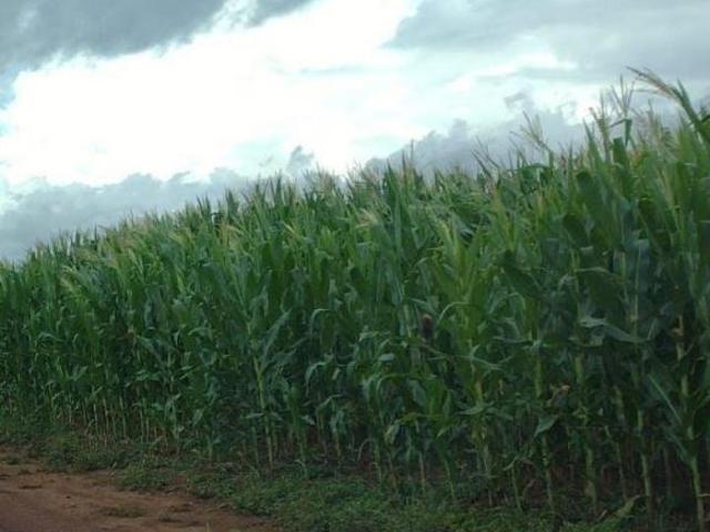 Fazenda para venda em Centro, Nova Brasilândia