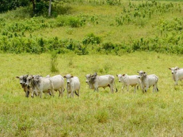 Fazenda para venda em Centro, Ortigueira