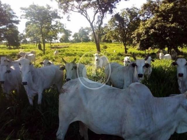 Fazenda para venda em Centro, Acorizal