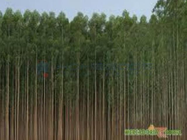Fazenda para venda em Centro, Aiuruoca