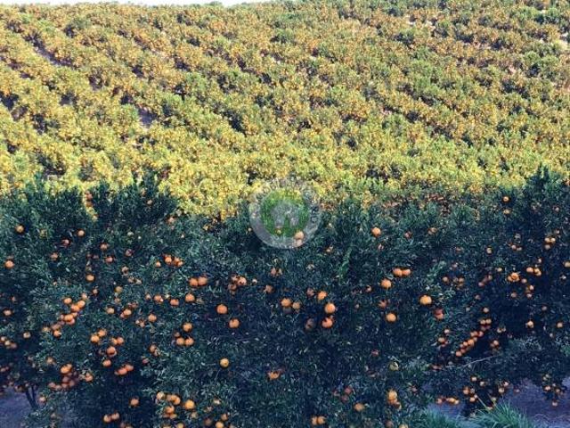Fazenda para venda em Centro, Alto Rio Doce