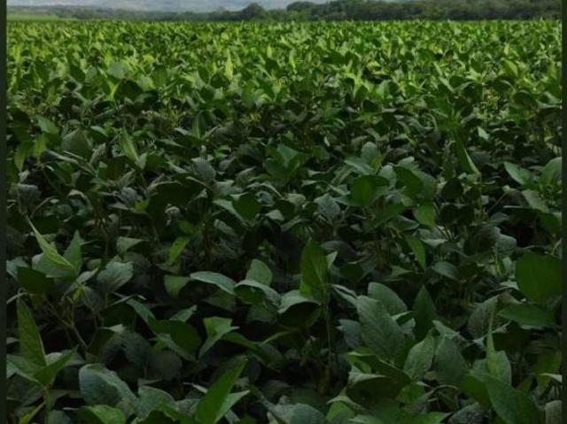 Fazenda para venda em Centro, Buritizeiro