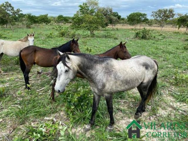 Fazenda para venda em Centro, Bocaiúva
