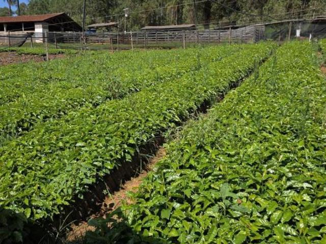 Fazenda para venda em Centro, Bom Sucesso