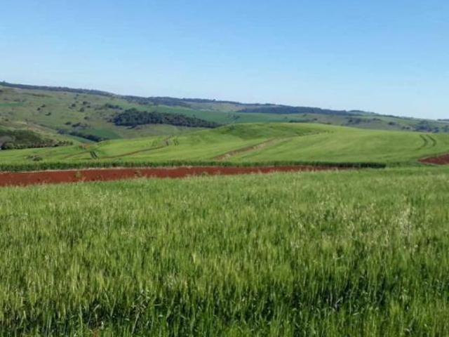 Fazenda para venda em Centro, Borrazópolis