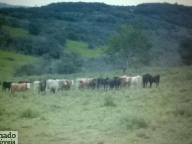 Fazenda para venda em Centro, Caçapava do Sul