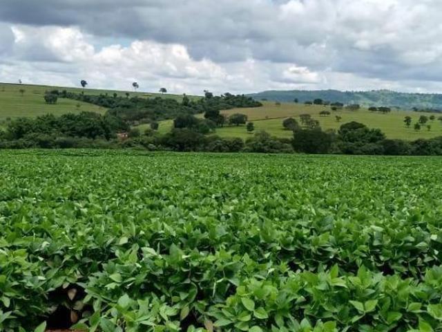 Fazenda para venda em Centro, Cafelândia