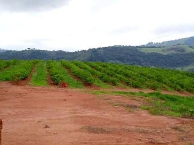 Fazenda para venda em Centro, Campanha