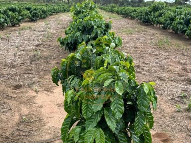Fazenda para venda em Centro, Campos Altos