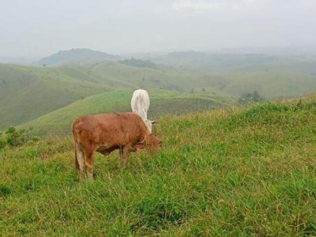 Fazenda para venda em Centro, Canas