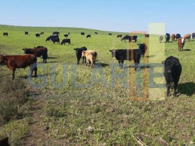 Fazenda para venda em Centro, Candiota