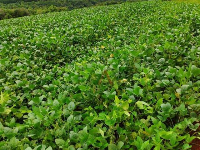 Fazenda para venda em Centro, Candói
