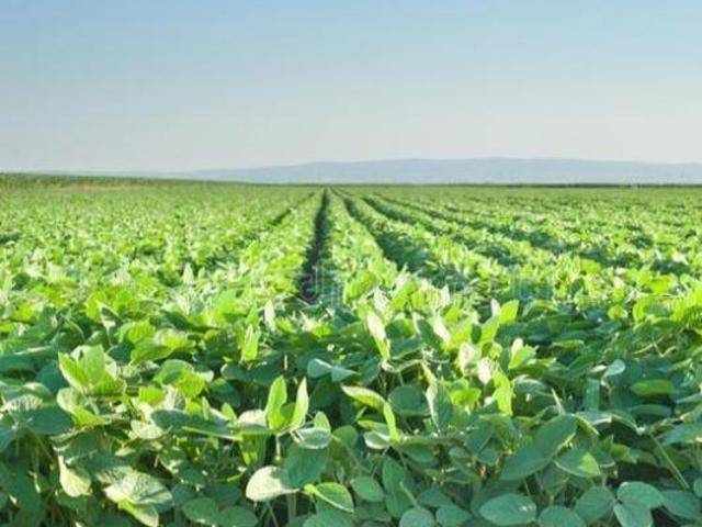 Fazenda para venda em Centro, Castanheira