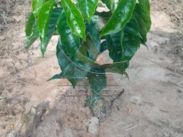 Fazenda para venda em Centro, Capitólio