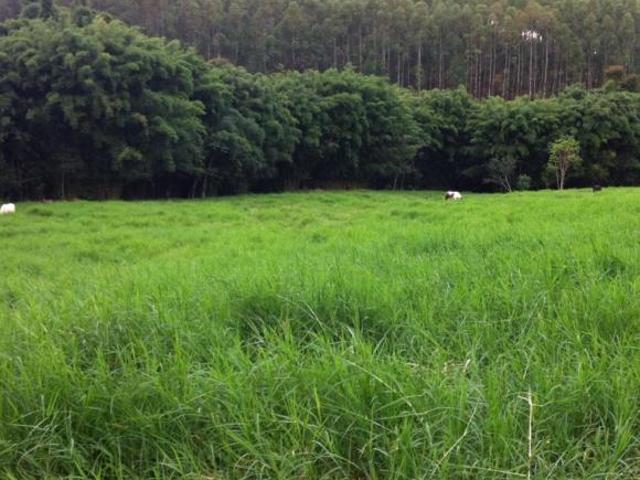 Fazenda para venda em Centro, Carmo do Rio Claro