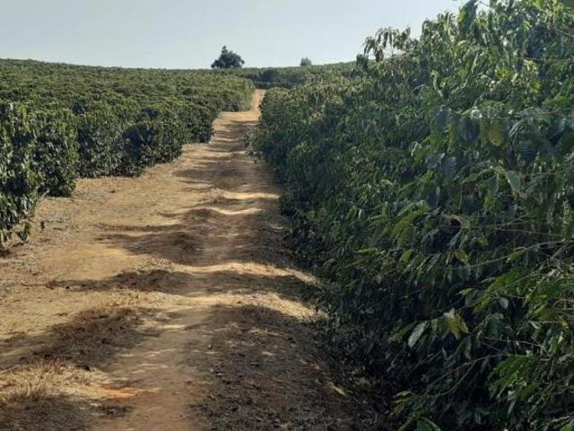 Fazenda para venda em Centro, Cordislândia