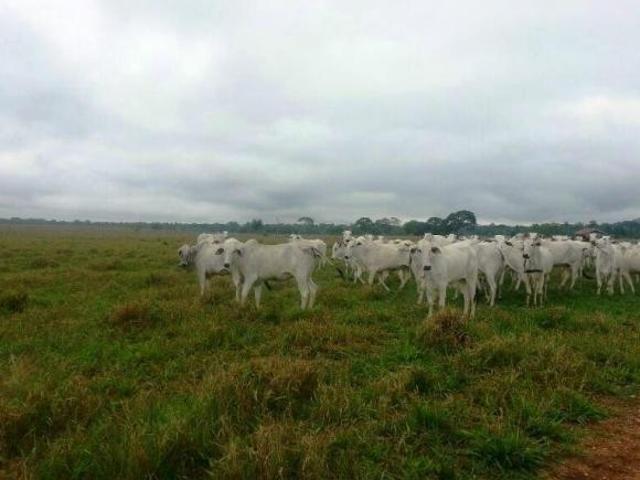 Fazenda para venda em Centro, Diamantino