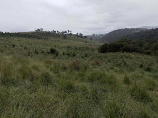 Fazenda para venda em Centro, Dom Viçoso