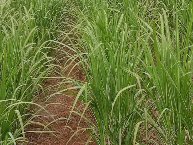 Fazenda para venda em Centro, Dracena