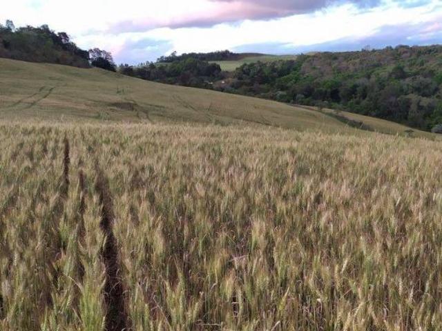 Fazenda para venda em Centro, Francisco Beltrão