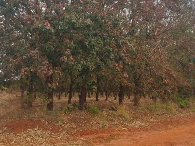 Fazenda para venda em Centro, Frutal