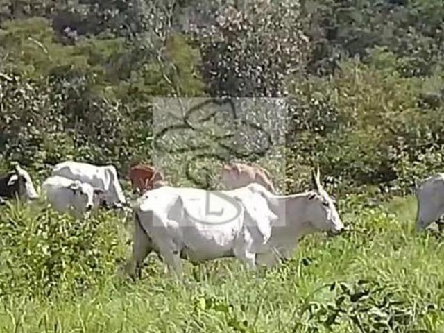 Fazenda para venda em Centro, Grão Mogol