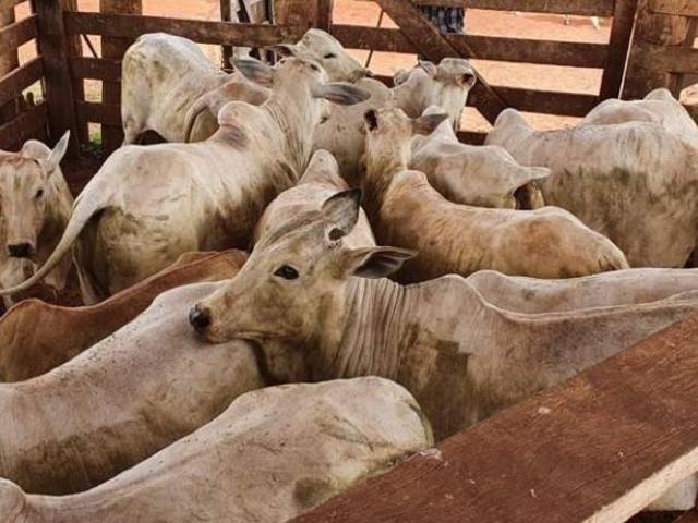 Fazenda para venda em Centro, Itajobi