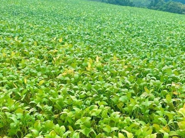 Fazenda para venda em Centro, Ipuiúna
