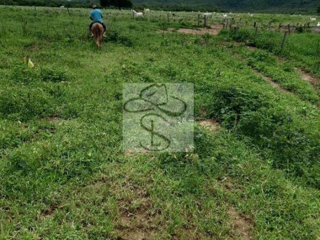 Fazenda para venda em Centro, Janaúba