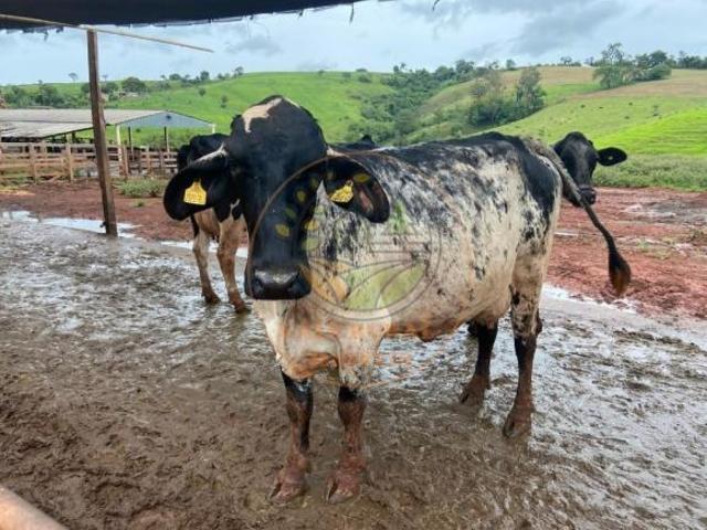 Fazenda para venda em Centro, Lavras