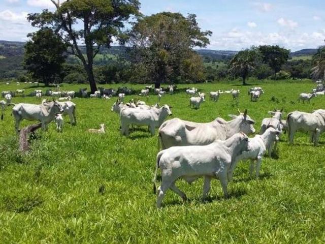 Fazenda para venda em Centro, Leopoldo de Bulhões