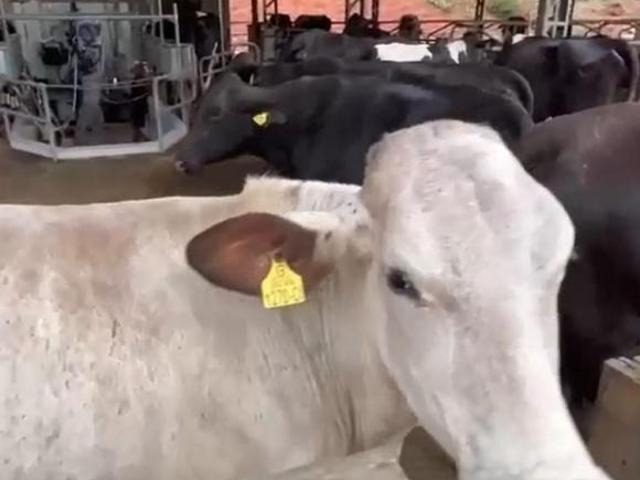 Fazenda para venda em Centro, Lima Duarte