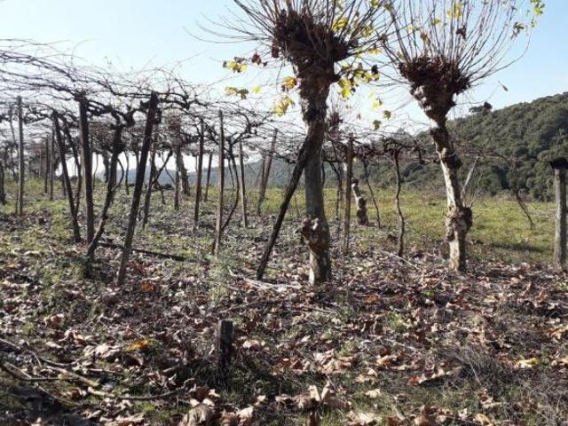 Fazenda para venda em Centro, Pinto Bandeira