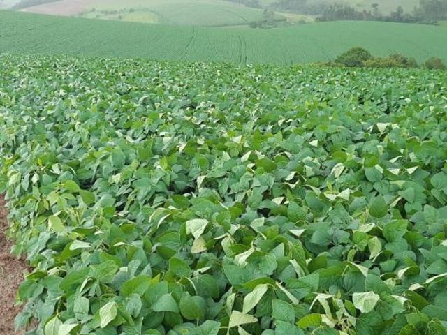 Fazenda para venda em Centro, Poço Fundo