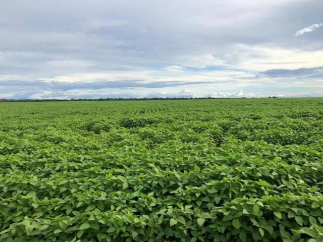 Fazenda para venda em Centro, Porto Alegre do Norte