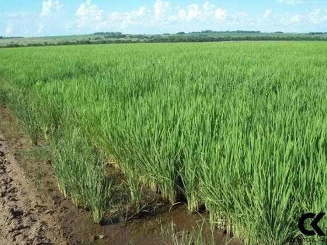 Fazenda para venda em Centro, São Borja