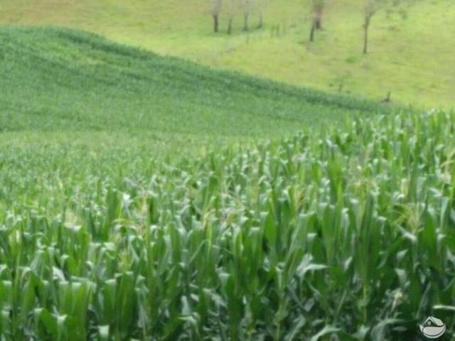Fazenda para venda em Centro, São José do Barreiro