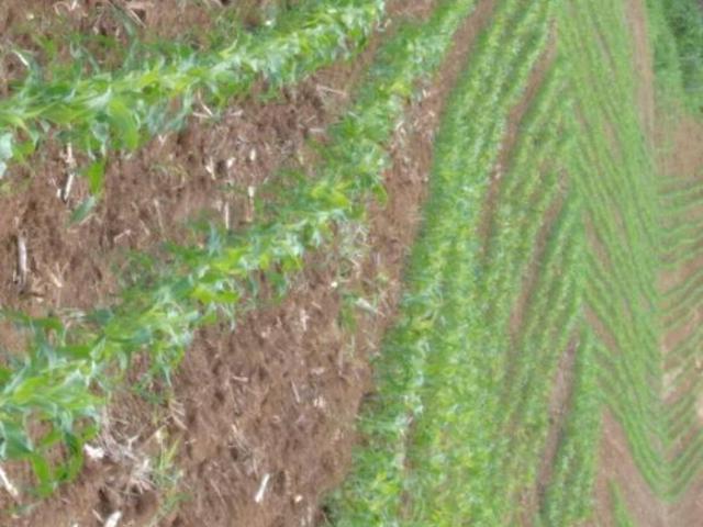 Fazenda para venda em Centro, São José do Barreiro