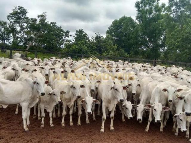 Fazenda para venda em Centro, Santa Fé de Minas