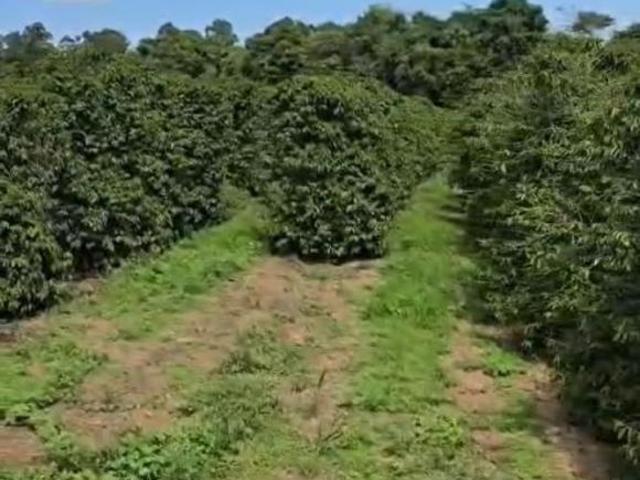 Fazenda para venda em Centro, Santana da Vargem